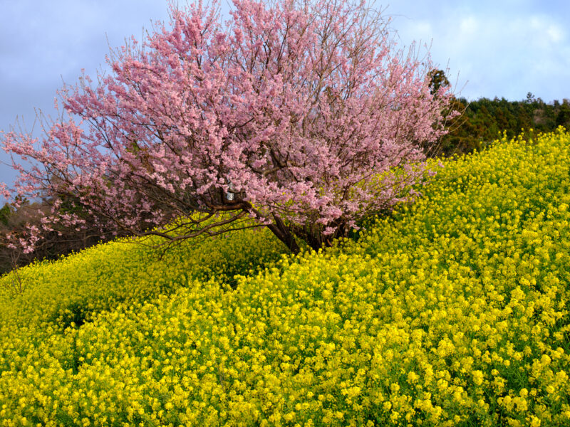 菜の花に振られて彷徨って