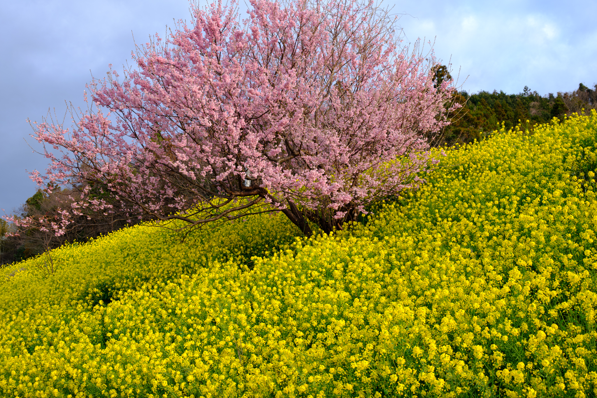 菜の花に振られて彷徨って