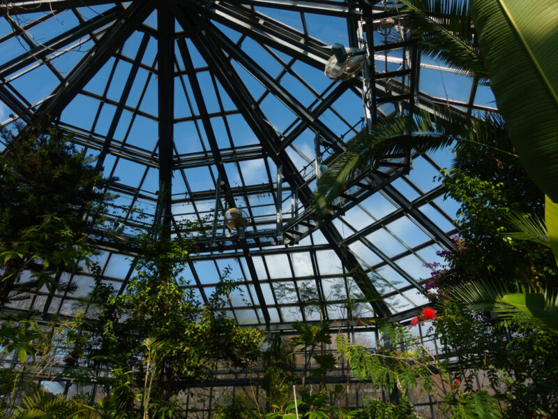 眼科検診と椿の落花