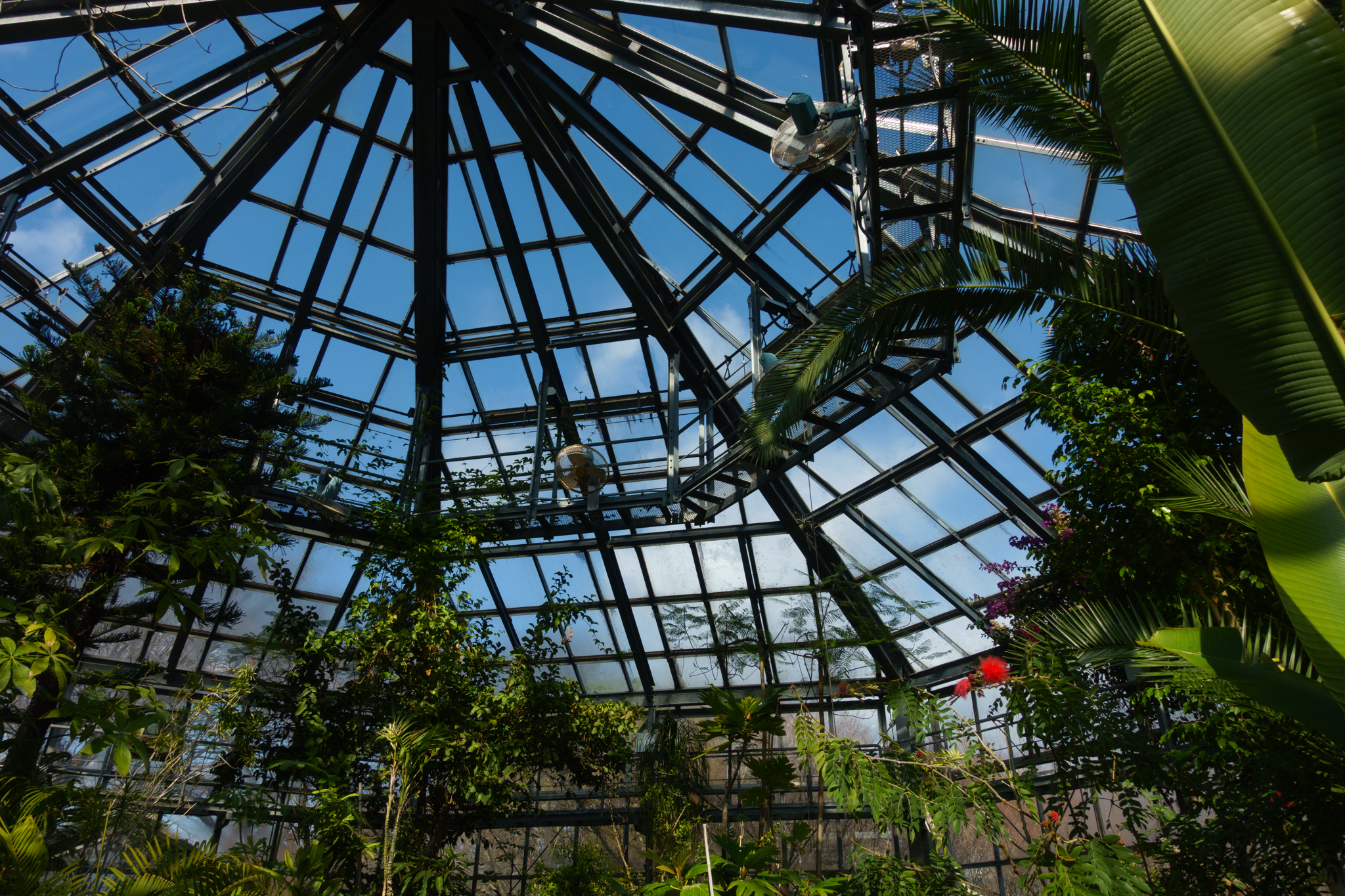 眼科検診と椿の落花