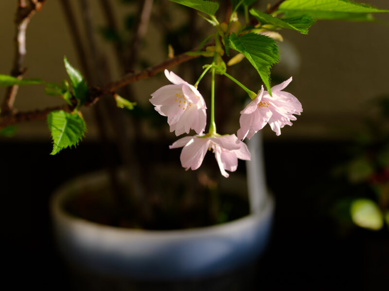 旭山桜、ン十年振りに咲く