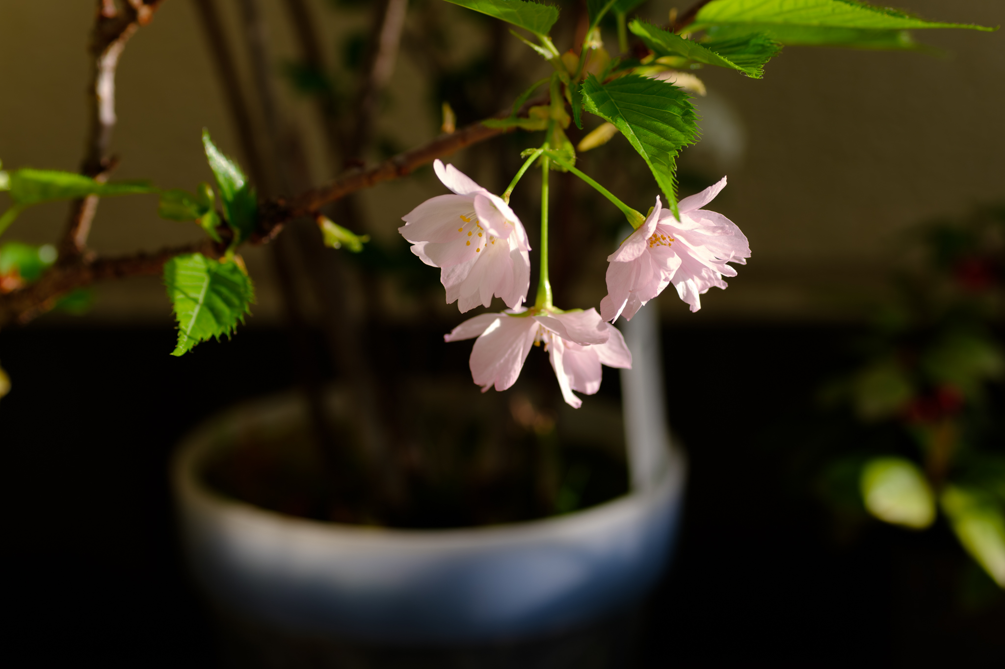 旭山桜、ン十年振りに咲く
