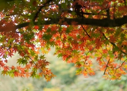 お気に入りの樹