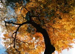 鐘撞堂のカエデの樹