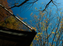 トチノキの秋色