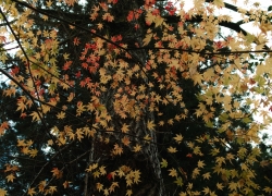 淡く染まる情景