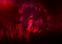 閉ざされた世界