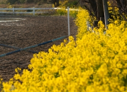春色の馬場で