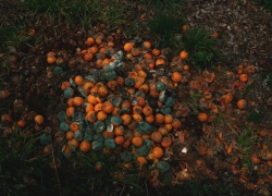 腐ったミカンの方程式