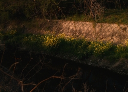 菜の花のハードボイルド