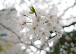 雨模様の桜色