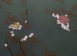 少しだけの華やか