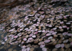 終焉ノ桜