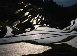 輝きの棚田