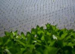 田植えの頃の素敵