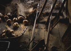 散乱するタマネギの情景