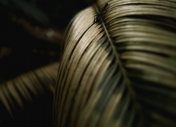 続・蘇鉄は鈍く光る