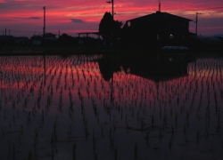 緊急停車の夕照