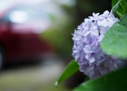 雨の日と紫陽花