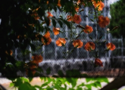 のうぜんかつら