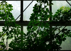 亜熱帯植物館のススメ