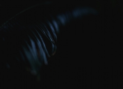 蘇鉄は鈍く光る