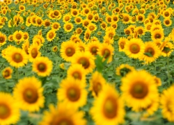 向日葵と日焼けあと