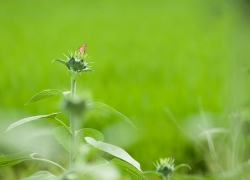 爽やかな緑の中で