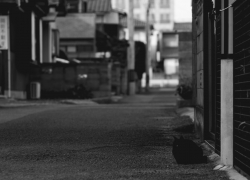 猫写真のはじめかた？