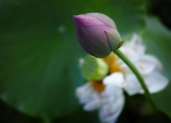 つぼみの風情