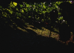 蓮池のコントラスト