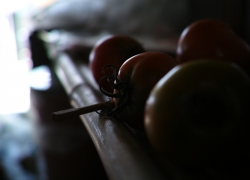 里帰りと夏野菜