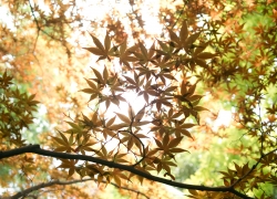 池のほとりの雅やか