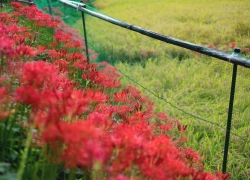 畦道は彼岸花の彩り