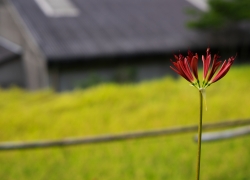 曼珠沙華はじまる