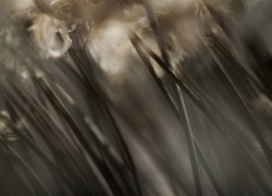 望遠レンズとピントリング