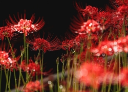 雨あがりは素敵