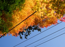紅葉と電線と