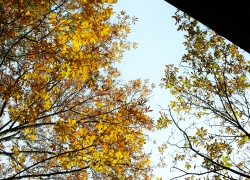 トチノキと至福の時間