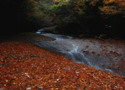 雨上がりの落葉模様