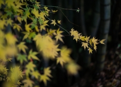 淡い染まりと竹林の重厚