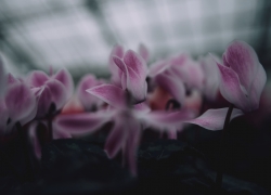 シクラメンの幻想世界