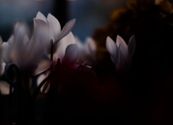 シクラメンの愁う姿情