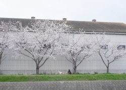 曇ったソラと桜並木