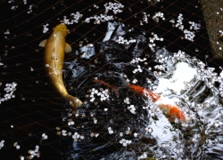 花散って鯉は舞う