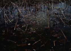 散り様と枯れ姿