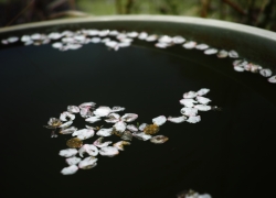 花びらは散って朽ちて