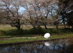 弁天池の春は過ぎて