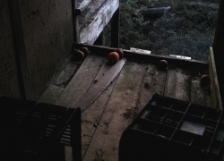 倉庫にミカンが転がる情景