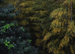 枇杷の緑と竹の秋